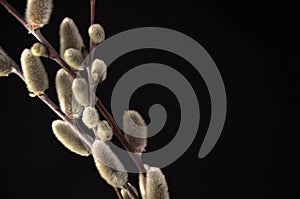 Willow buds on a black background