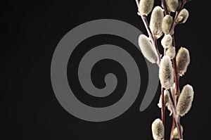 Willow buds on a black background