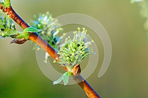 Buds bloom on willow branches in early spring.