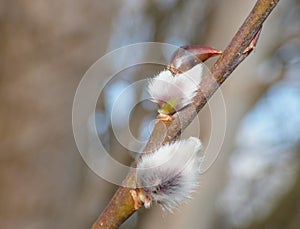 Willow buds - Salix caprea