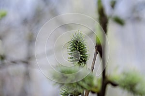 Willow bush. Willow blossom closeup. Spring background. Soft focus and bokeh