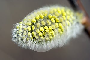 Willow catkin