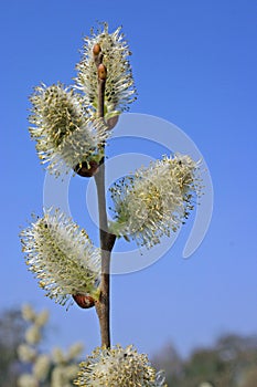Willow catkin, flowers of the willow tree in spring