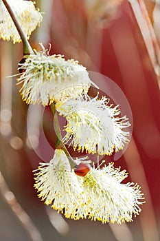 willow catkin, Salix Caprea - spring in the garden