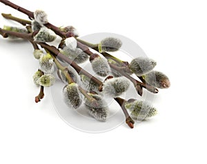 Willow catkins 1