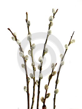 Willow catkins