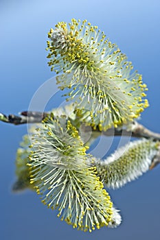 Willow catkins