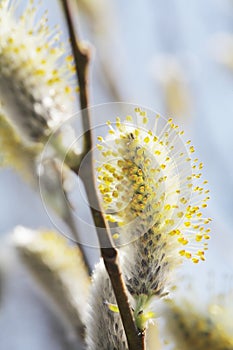 Willow Catkins