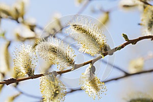 Willow Catkins