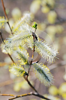 Willow Catkins