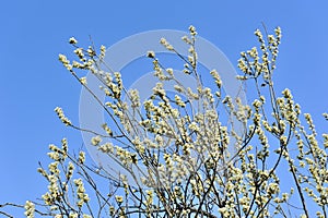 Willow with Catkins