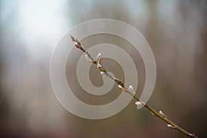 Willow catkins