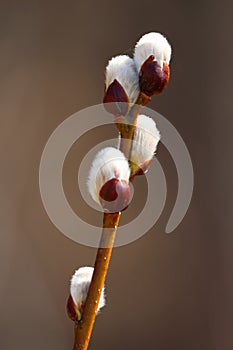 Willow Catkins