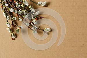 Willow catkins on aligned carboard background