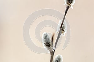 Willow catkins on a background of the spring landscape. Selective focus.