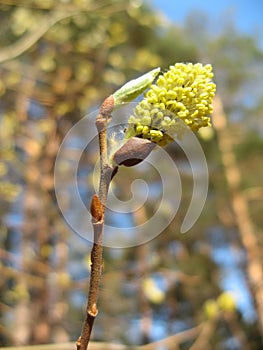 Willow catkins in bloom