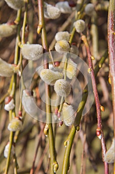 Willow catkins on a branch
