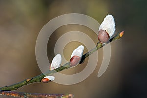 willow catkins closeup selective focus