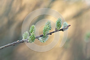 Willow Catkins in Early Spring.