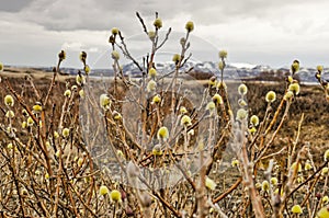 Willow catkins in Iceland