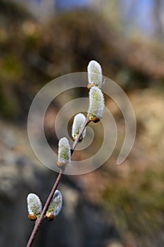 Willow catkins in nature. Willow twig in early spring