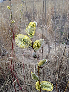 Willow with Catkins in Spring.