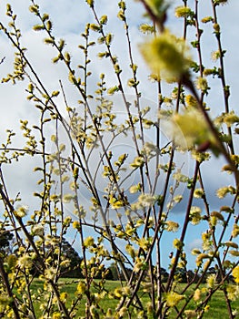 Willow catkins in spring time