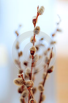 Willow-catkins spring time