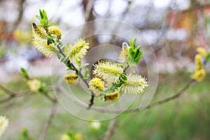 Willow catkins in spring. Willow catkins tree
