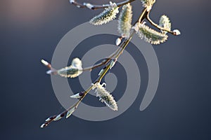 Willow catkins on twig