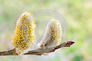 willow catkins with yellow pollen at a willow branch