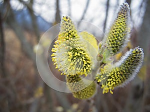 Willow close-up