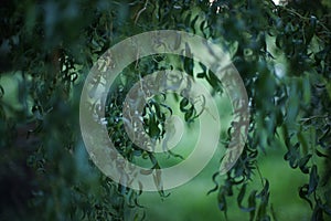 Willow curly tree, closeup branches with green leaves in spring