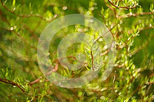 Willow curly tree closeup branches with small green leaves in summer day