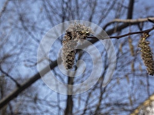 Willow earring on a branch on a clear day