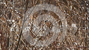 Willow earrings catkins on background of rapid flow of melt water