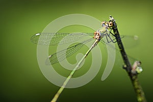 Willow emerald damselfly