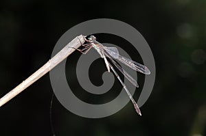 Willow Emerald Damselfly