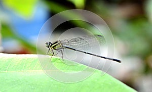 Willow Emerald Damselfly resting on a leaf.