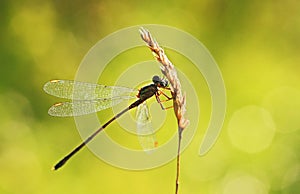 Willow emerald damselfly on grass