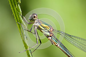 A Willow Emerald Damselfly, on a grass stem.