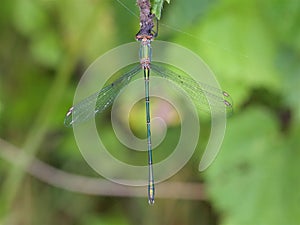 Willow Emerald Damselfly on a leaf.