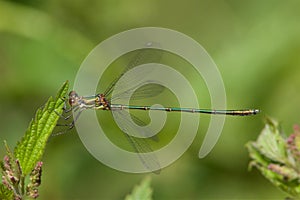 Willow Emerald Damselfly resting on a leaf.
