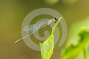 A willow emerald damselfly resting on a leaf
