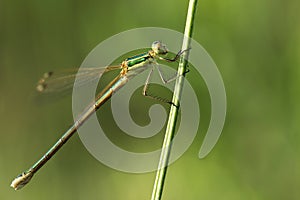 Willow emerald damselfly