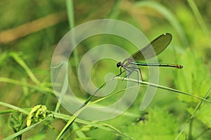 Willow emerald damselfly
