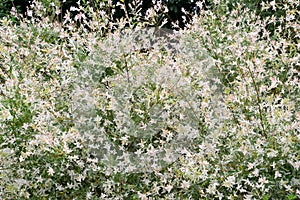 Willow entire-leaved Salix Integra Hakuro Nishiki photo