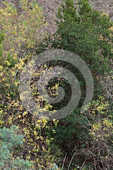 Willow and firetree. photo