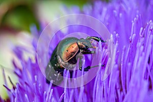 Willow flea beetle, Crepidodera aurata on a flower