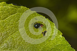 willow flea beetle (Crepidodera aurata) on the leaf